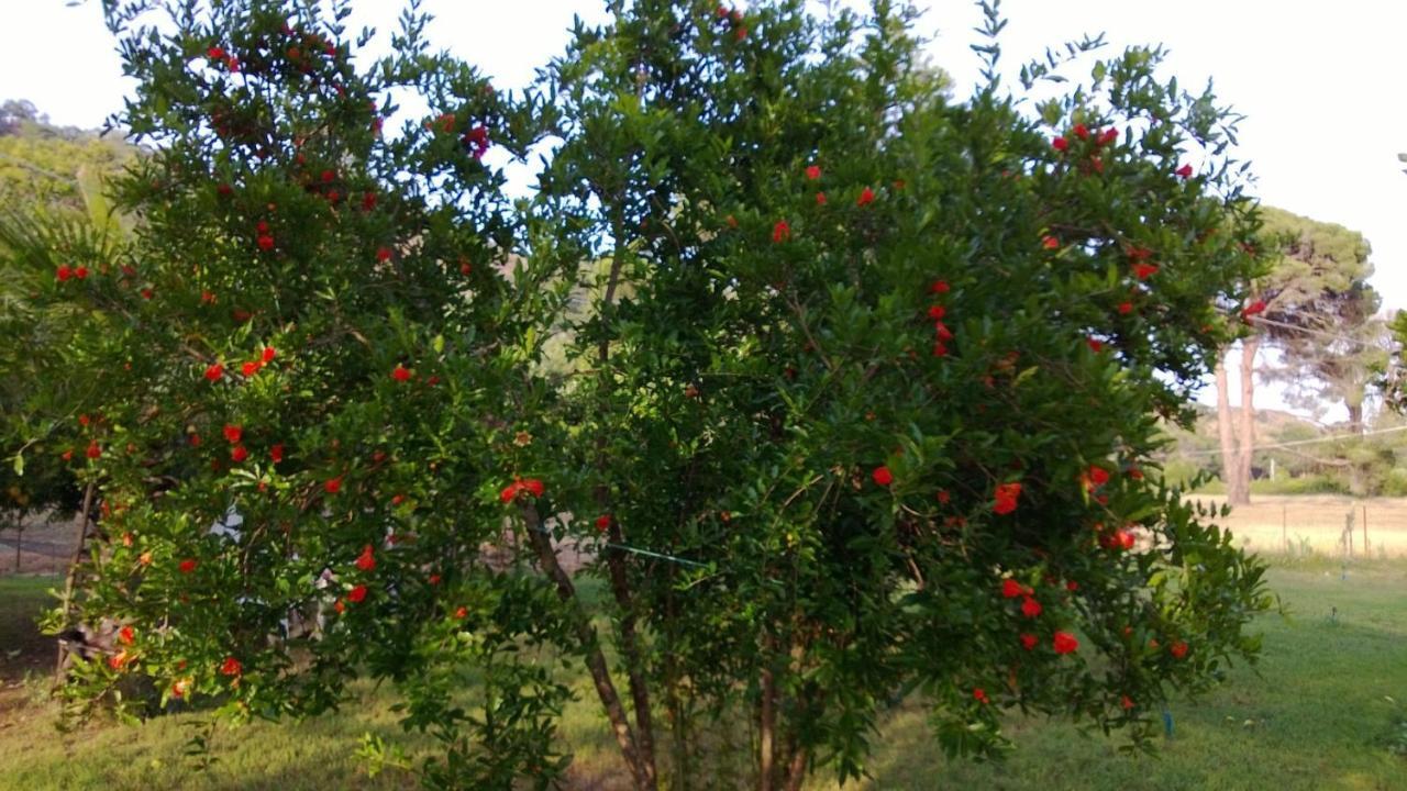 Hotel Billur Pension à Çıralı Extérieur photo